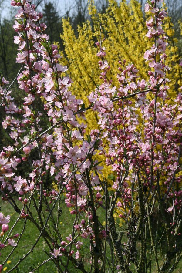 Abeliofylum koreańskie - Abeliophyllum distichum