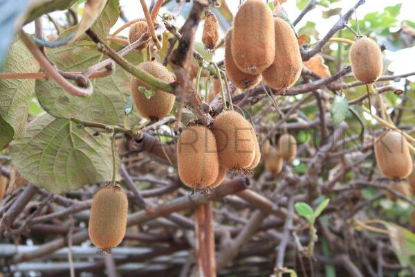 Aktinidia chińska Minkigold - mini kiwi żeńska- actinidia chinensis