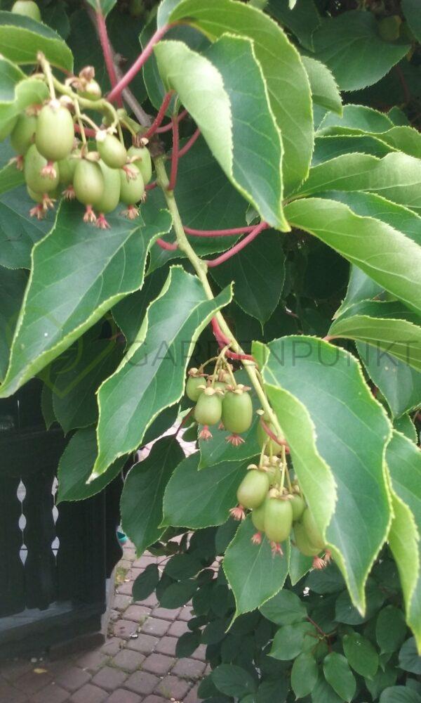 Aktinidia ostrolistna Weiki - mini kiwi żeńska- actinidia arguta
