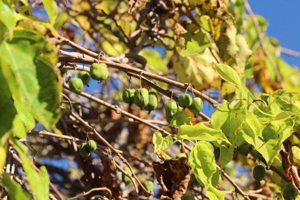 Aktinidia ostrolistna Jumbo - mini kiwi żeńska- actinidia arguta