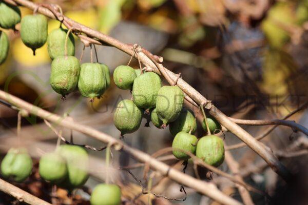 Aktinidia ostrolistna Kokuwa - mini kiwi samopylna- actinidia arguta