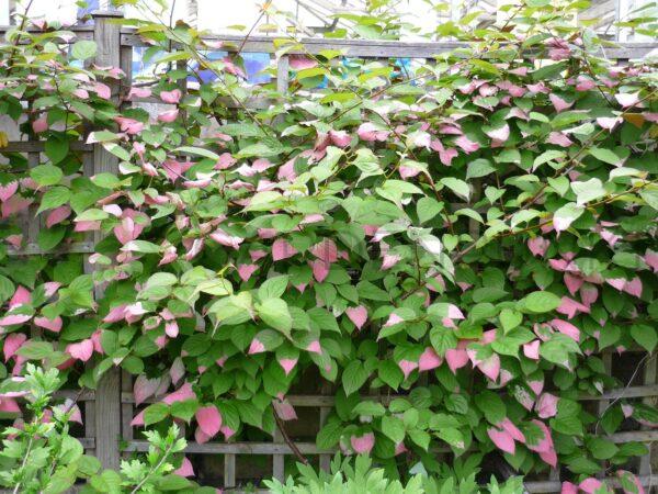 Aktinidia pstrolistna Dr Szymanowski - kiwi samopylna- actinidia kolomikta