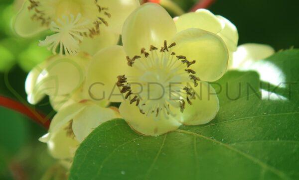 Aktinidia smakowita Atlas - kiwi męska- actinidia deliciosa