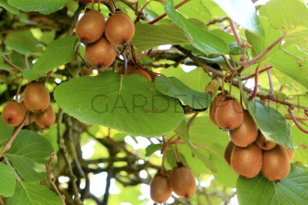 Aktinidia smakowita Boskoop - kiwi samopylna- actinidia deliciosa