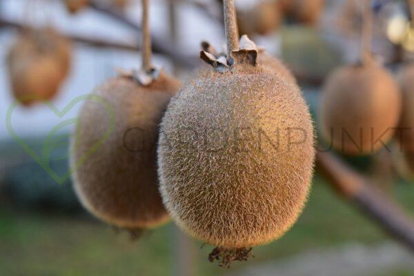 Aktinidia smakowita Hayward - kiwi żeńska- actinidia deliciosa