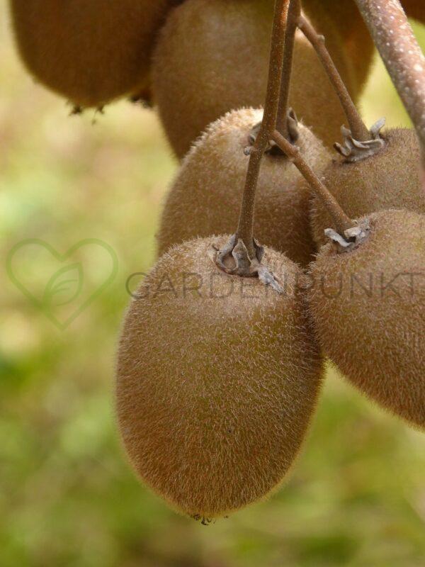 Aktinidia smakowita Jenny - kiwi samopylna- actinidia deliciosa