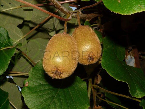 Aktinidia smakowita Solissimo - kiwi samopylna- actinidia deliciosa