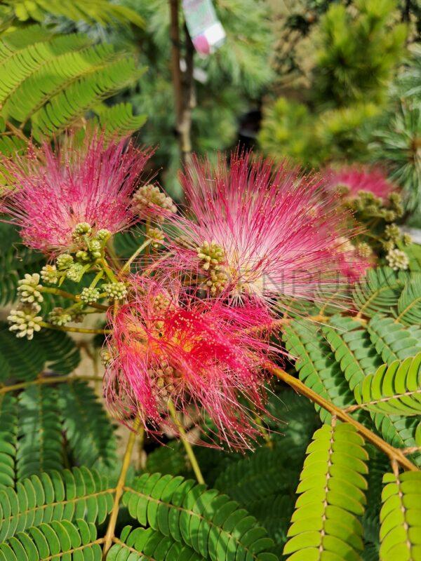 Albicja jedwabista - Albizia julibrissin