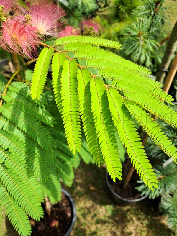 Albicja jedwabista - Albizia julibrissin - obrazek 2