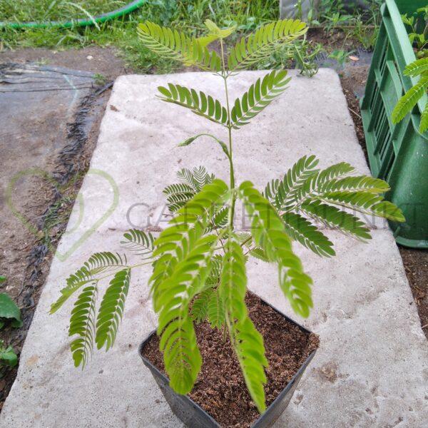 Albicja jedwabista - Albizia julibrissin - obrazek 3