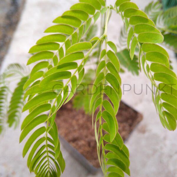 Albicja jedwabista - Albizia julibrissin - obrazek 4