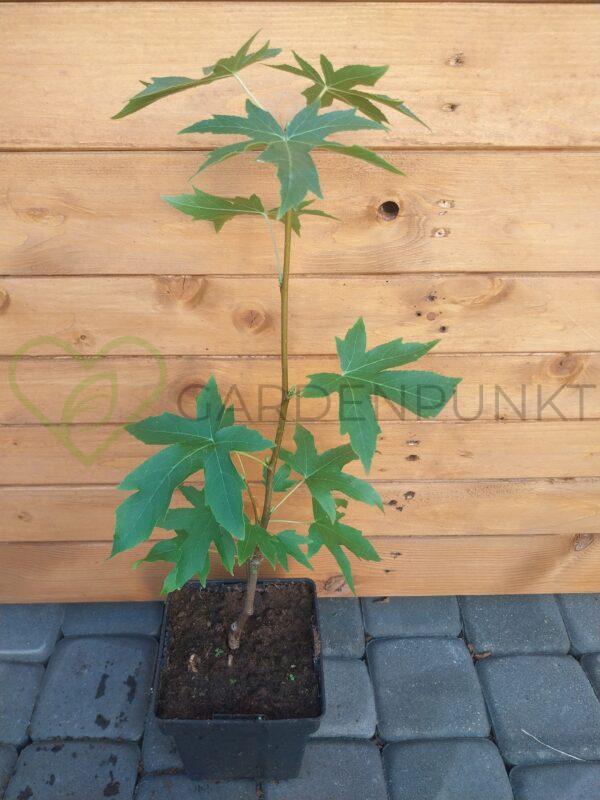 Ambrowiec amerykański, balsamiczny Worplesdon - Liquidambar styraciflua - obrazek 3