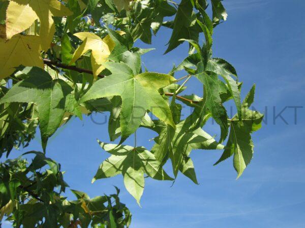 Ambrowiec amerykański, balsamiczny Worplesdon - Liquidambar styraciflua