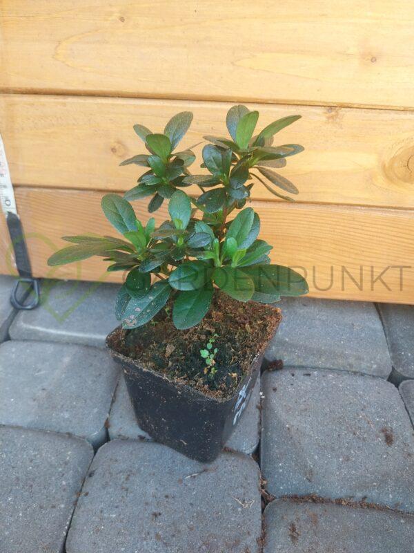 Azalia japońska Drapa - Rhododendron, azalea japonica - obrazek 2