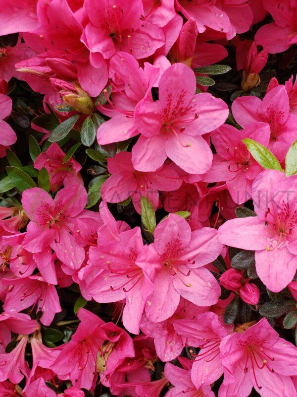 Azalia japońska Drapa - Rhododendron, azalea japonica