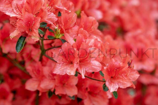 Azalia japońska Geisha Orange 'Satschico' - Rhododendron, azalea japonica