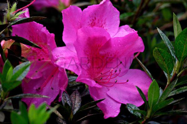 Azalia japońska kiusianum - Rhododendron, azalea japonica