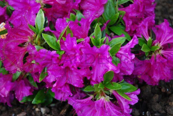 Azalia japońska Konigstein - Rhododendron, azalea japonica