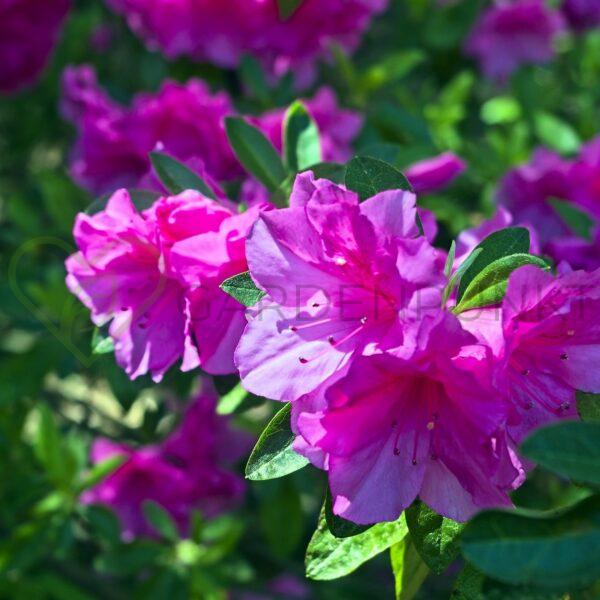 Azalia japońska Ledikanense - Rhododendron, azalea japonica