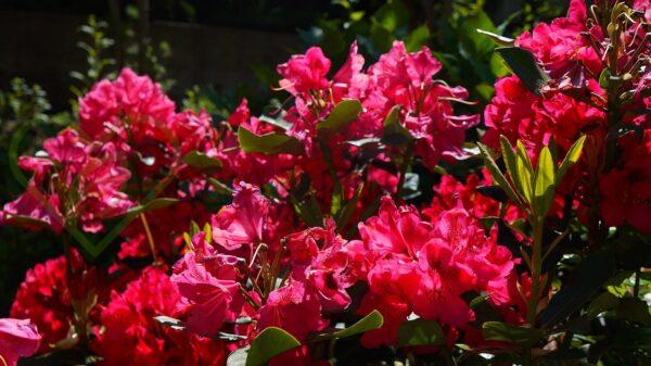 Azalia japońska Maruschka - Rhododendron, azalea japonica