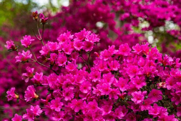 Azalia japońska Melina - Rhododendron, azalea japonica