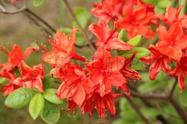 Azalia japońska Orange Beauty - Rhododendron, azalea japonica