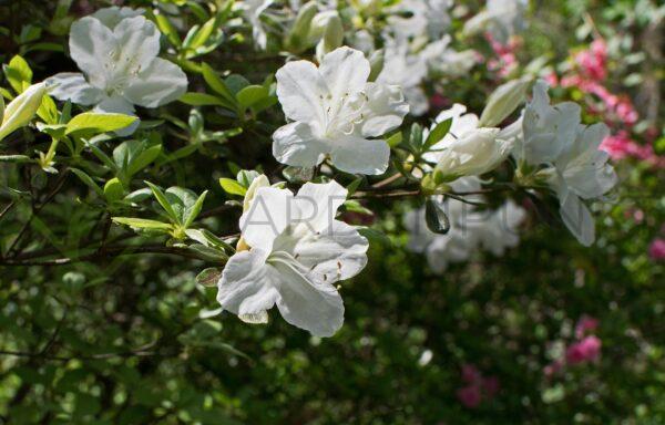 Azalia japońska Panda - Rhododendron, azalea japonica