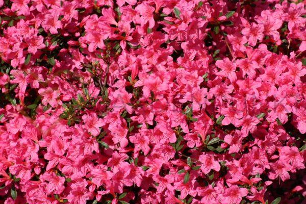 Azalia japońska Rokoko - Rhododendron, azalea japonica