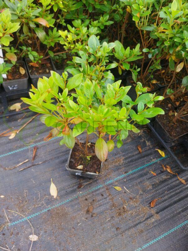 Azalia japońska Schneeperle - Rhododendron, azalea japonica - obrazek 2