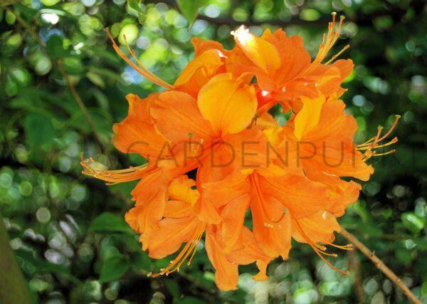 Azalia wielkokwiatowa Apricot - Rhododendron