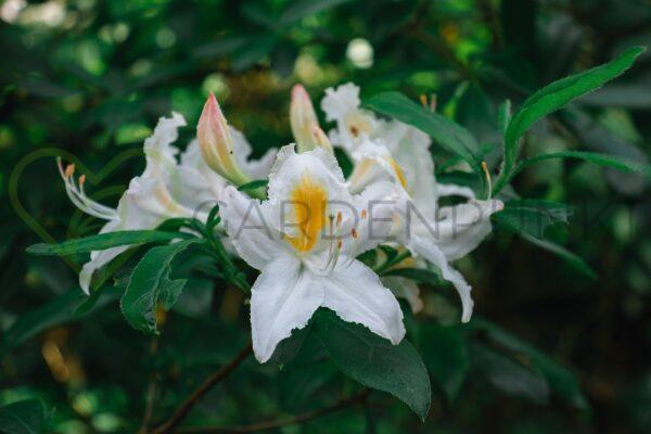 Azalia wielkokwiatowa Arima - Rhododendron