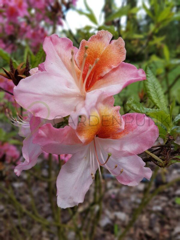 Azalia wielkokwiatowa Caparo - Rhododendron