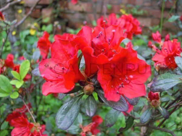 Azalia wielkokwiatowa Crosswater Red - Rhododendron