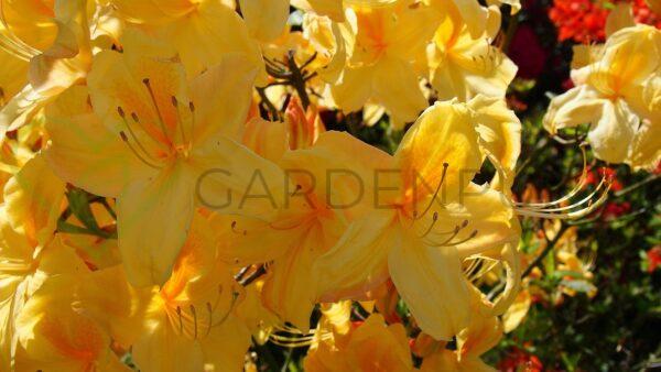 Azalia wielkokwiatowa Golden Lights - Rhododendron