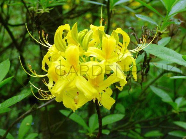 Azalia wielkokwiatowa Goldtopas- Rhododendron