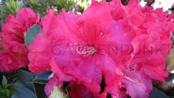 Azalia wielkokwiatowa Homebush- Rhododendron