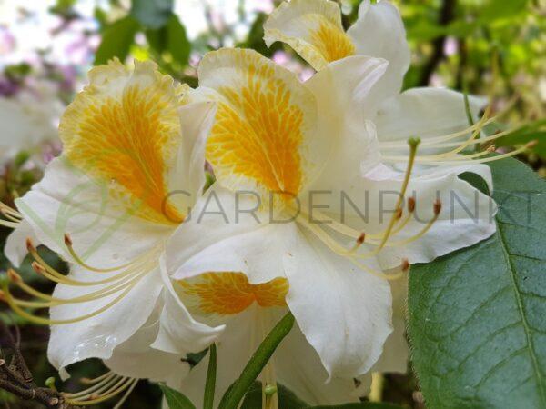 Azalia wielkokwiatowa Iya- Rhododendron
