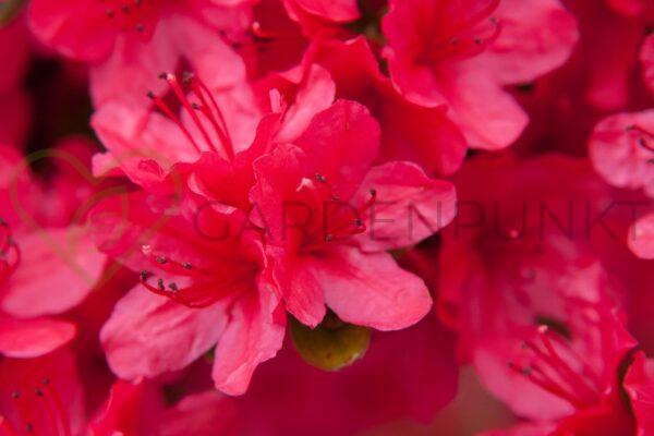 Azalia wielkokwiatowa Juanita- Rhododendron