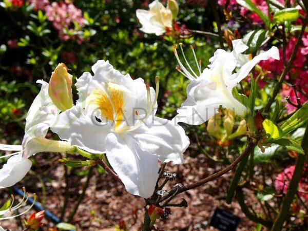 Azalia wielkokwiatowa Silver Slipper- Rhododendron