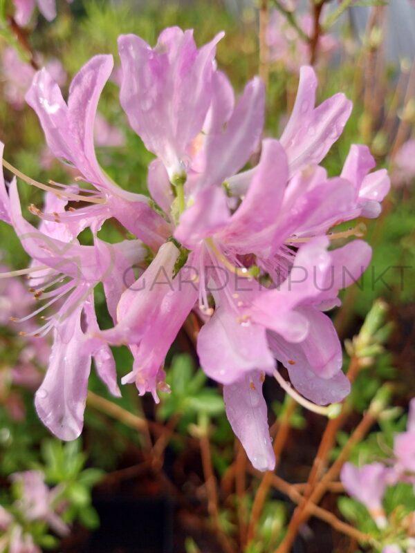 Azalia wielkokwiatowa Western Lights- Rhododendron