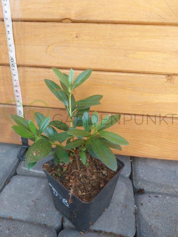 Azalia wielkokwiatowa White Lights- Rhododendron - obrazek 2