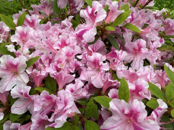 Azalia wielkokwiatowa White Lights- Rhododendron