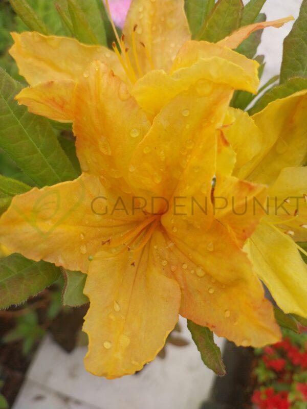 Azalia wielkokwiatowa Windsor Sunbeam- Rhododendron