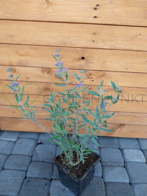 Barbula klandońska Dark Knight - Caryopteris x clandonensis - obrazek 3