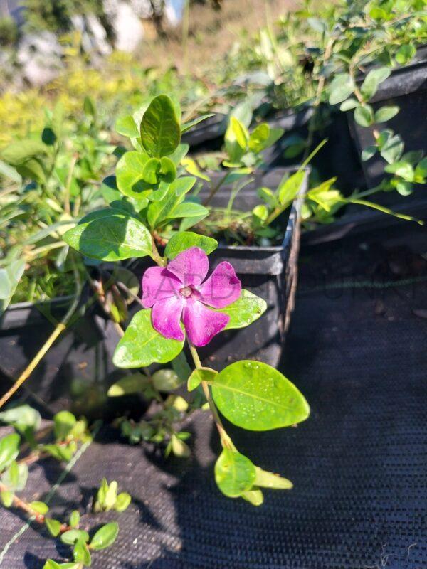 Barwinek większy Atropurpurea - Vinica minor