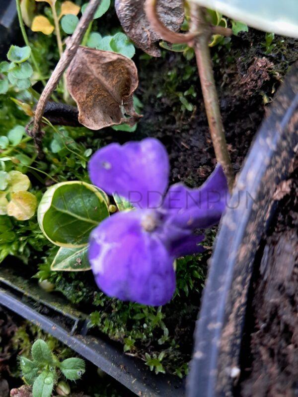 Barwinek większy Variegata - Vinica minor