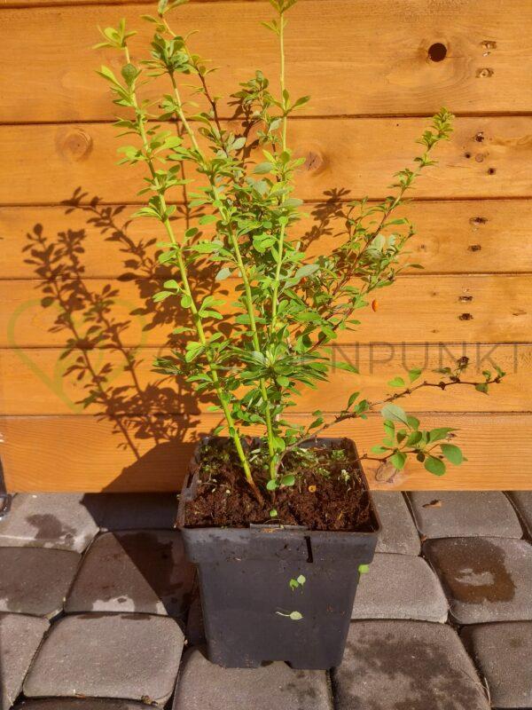 Berberys Thunberga Aurea - Berberis thunbergii - obrazek 2