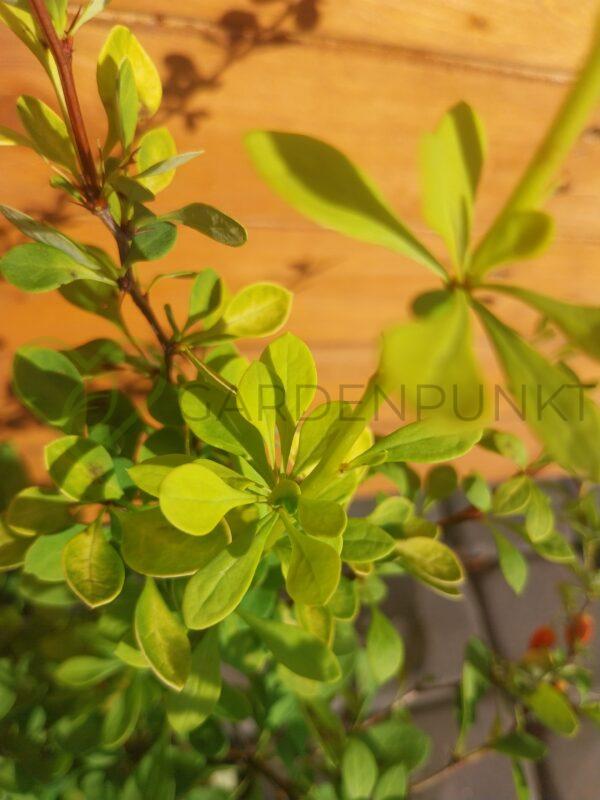 Berberys Thunberga Aurea - Berberis thunbergii