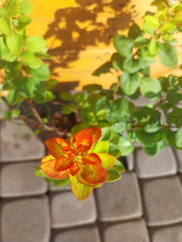 Berberys Thunberga Limoncello - Berberis thunbergii - obrazek 2