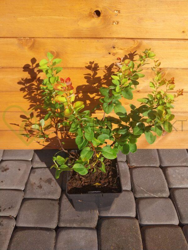 Berberys Thunberga Limoncello - Berberis thunbergii